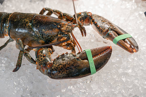 Two lobsters, which have green bands on their claws, are sitting on ice