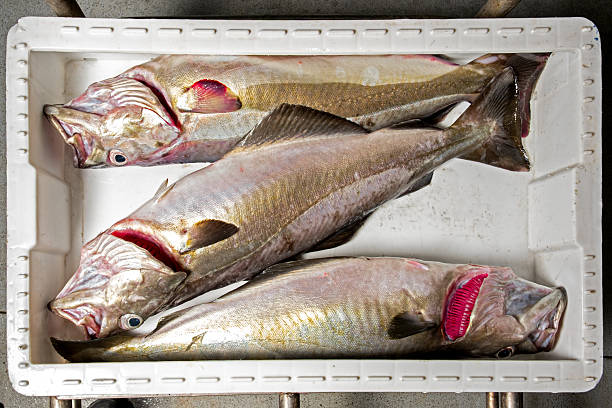 istock Fresh Alaskan pollock, caught daily in cold waters 2240237724