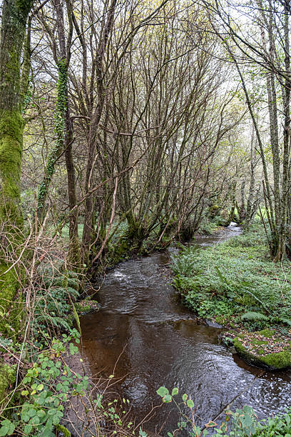 istock The river flowing through the lush forest 2240237934