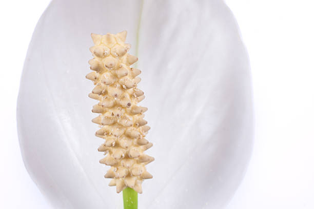 A clean, elegant close-up features the striking white flower and characteristic large green leaf of a Spathiphyllum (Peace Lily) houseplant. The fresh bloom and foliage are sharply isolated against a pure white background, emphasizing the plant's pristine color and texture. This minimalist composition is an ideal symbol for interior decor, tranquility, and the concepts of air purification and wellness provided by indoor greenery.