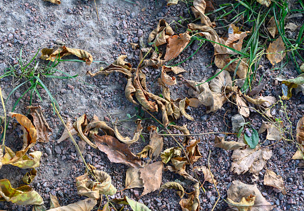 istock Dry twisted autumn leaves on ground, close-up texture. 2240238808