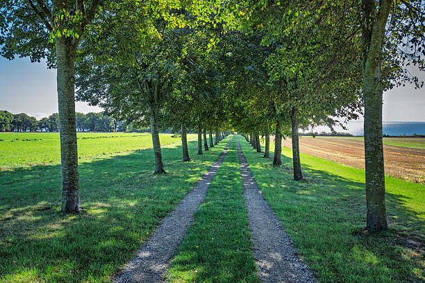 A tranquil park landscape framed by tall trees leads to an open field and distant coastline. A lone bench invites quiet moments, blending shade and sunlight for a peaceful, outdoorsy mood.