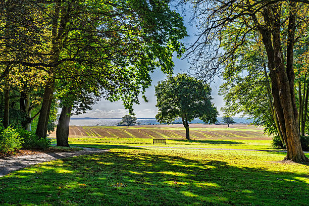 A tranquil park landscape framed by tall trees leads to an open field and distant coastline. A lone bench invites quiet moments, blending shade and sunlight for a peaceful, outdoorsy mood.