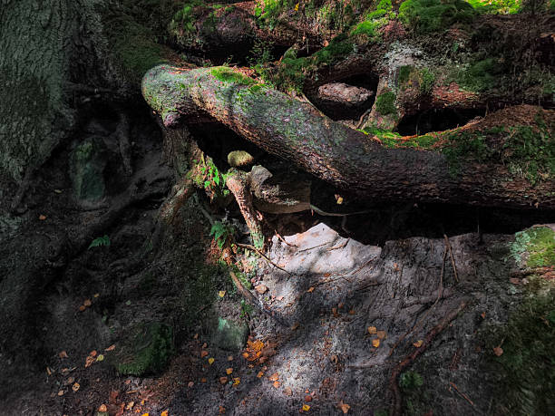 Teplice Nad Metuji, Czech Republic - October 05, 2025: Adrspach Teplice rocks natural reserve park. Tree roots are intertwined with lush moss in a shaded forest setting featuring ample copy space