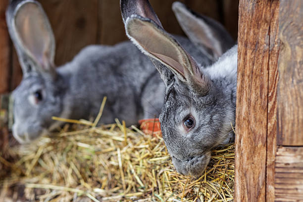 istock Gray rabbits eating hay inside rustic hutch 2240243168