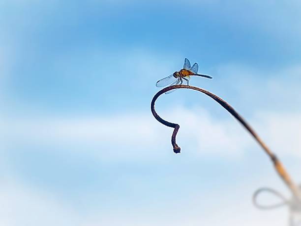 A delicate dragonfly perches gracefully on a curling twig against a bright blue sky symbolizing calmness and balance in nature.