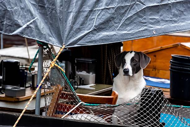 Copenhagen, Denmark - September 28, 2014 - Black and white dog sitting under tarp on boat deck with nets and equipment.