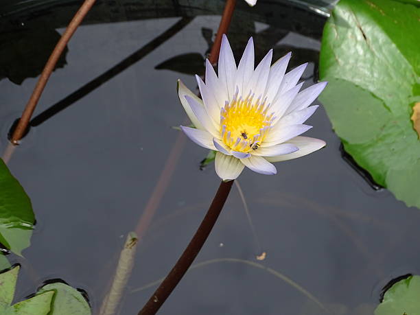 istock THE WATER LILY BLOSSOM 2240251277