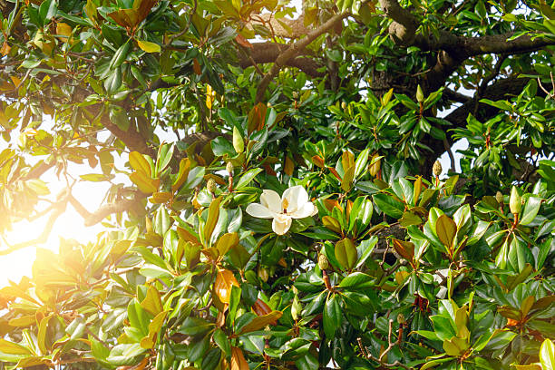 Single, pristine white Magnolia Grandiflora blossom unfurls gracefully among rich, glossy green leaves, capturing delicate beauty and tranquility of nature in full bloom