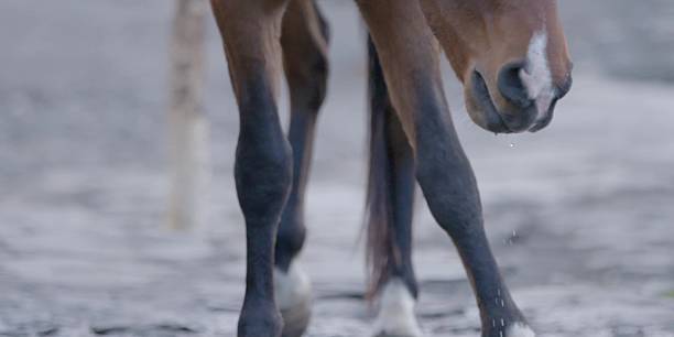 istock Close up head brown horse yawning. Equine expression 2240254644