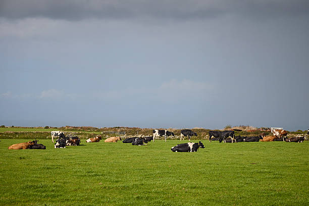 Running calves in a flat meadow landscape which is part of an area which are reclaimed from the sea. The area is named Kalvebod Commons and are situated 20 minutes from the center of Copenhagen and are used for grazing cattle