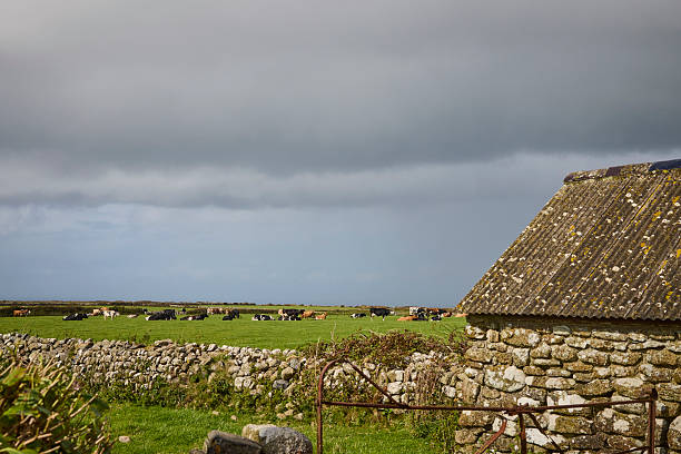 Orkney islands : Slate rooftiles on a shed with next to drystack. Rural view.