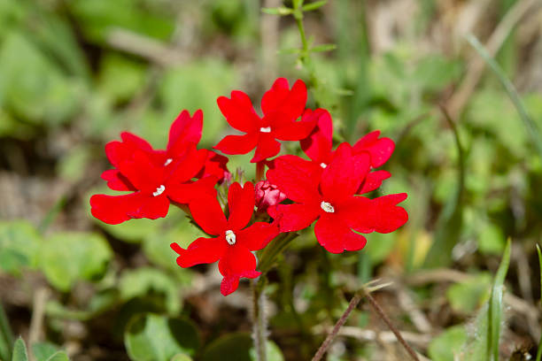 Small red wild flowers on the grass in a close up view