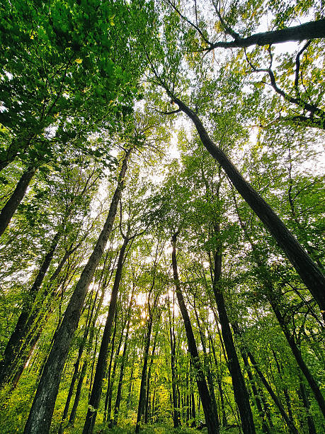 istock Sun rays in green autumn forest. 2240259768