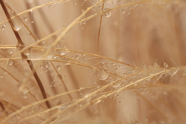 A dew drop on single blade of grass shot very very close.