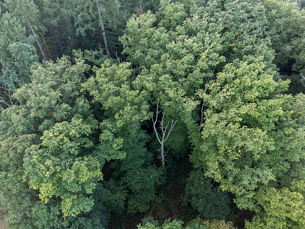 istock An aerial view of a mixed forest canopy dominated by oaks and other deciduous trees. A single, white, dead tree trunk stands out in the center, symbolizing decay and the natural cycle of life 2240260756
