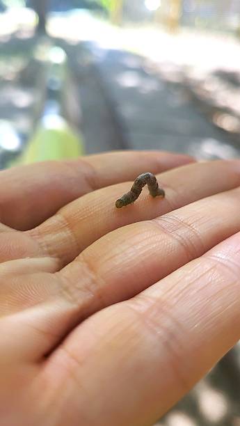 istock Small Looper Caterpillar Crawling on a Person's Palm: Macro Shot 2240260906