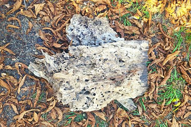Top-down view of a large piece of old, decaying wood (likely a stump or fallen log) with a porous, insect-eaten surface, resting on the ground. The wood is surrounded by a vibrant autumn background composed of dry, brown chestnut leaves and patches of green grass. This composition of contrasting natural textures (hard wood, dry leaves, soft grass) and colors (brown, gray, green) is perfect for creating a natural background, illustrating the cycle of decomposition and life in the forest, and for projects focused on autumn, ecology, and aging.