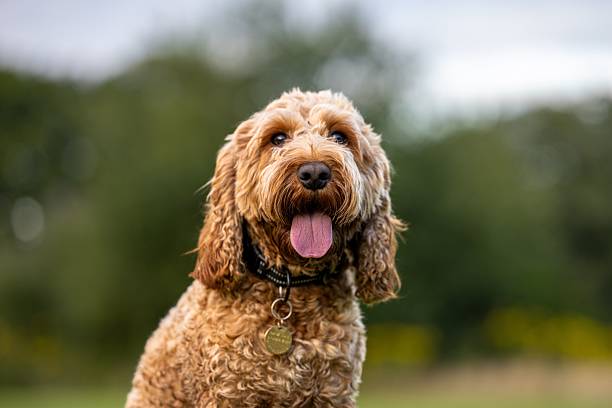 istock Cockapoo with curly fur and tongue out 2240261390