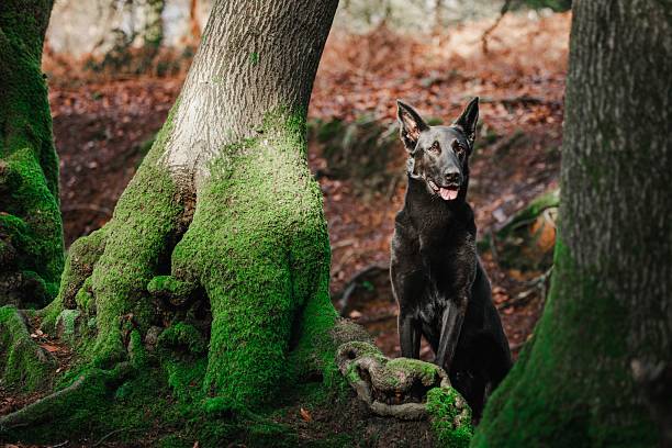 A black Australian Kelpie sitting in a forest with moss-covered trees and autumn leaves on the ground.
