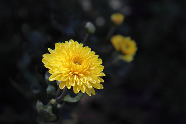 Garden blossom image with in a low light macro shot.
