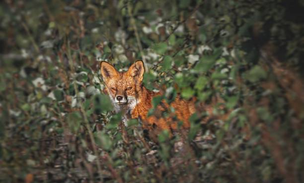 istock Red fox hidden among dense green foliage in a forest 2240263013