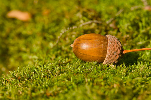Autumn macro of acorn lying on green moss in natural light