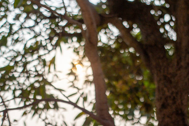 background light that penetrates the leaves and branches of the tree