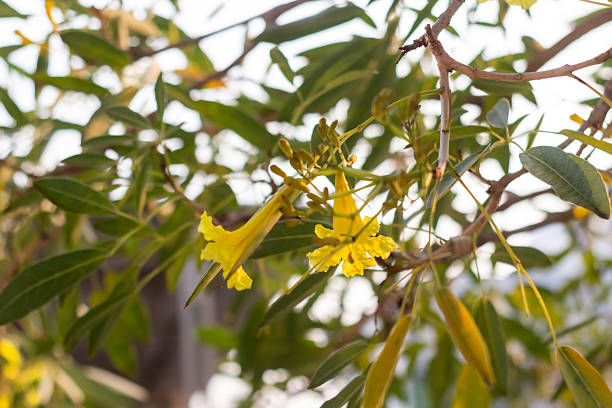 A close-up view of a tree with bright yellow flowers, set against a clear blue sky. The vibrant yellow blooms create a striking contrast with the blue backdrop, offering a cheerful and lively appearance. This image captures the beauty of flowering trees in full bloom, perfect for nature, spring, and floral themes. The bright colors make it ideal for projects focusing on the outdoors, seasonal beauty, and plant life.