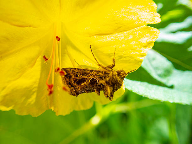 Autographa gamma moth on Mirabilis Jalapa flower.