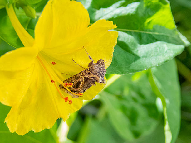 Autographa gamma moth on Mirabilis Jalapa flower.