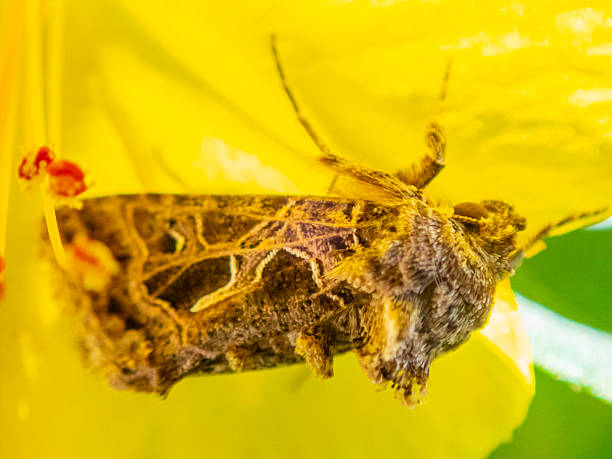 Autographa gamma moth on Mirabilis Jalapa flower.