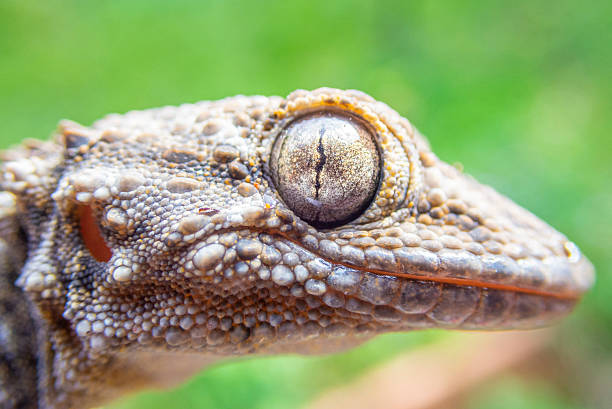 Close-up on a New Caledonia bumpy gecko skin, Rhacodactylus auriculatus