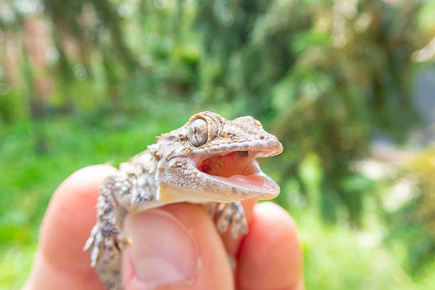 istock Tiny gecko - Tarentola mauritanica 2240266391