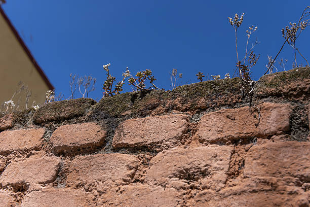High part of a clay brick wall with weeds