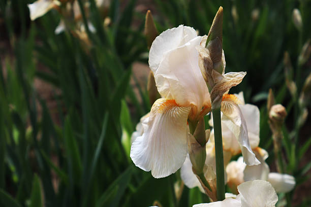 Close-Up of Elegant White Iris Flower Blooming in a Green Garden Background