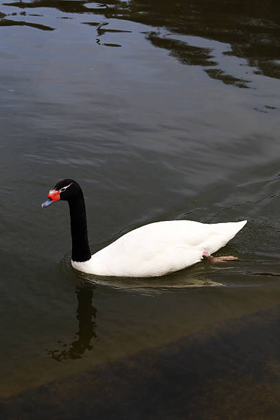 istock Black-Necked Swan Gracefully Swimming in Calm Reflective Water Surface 2240267033