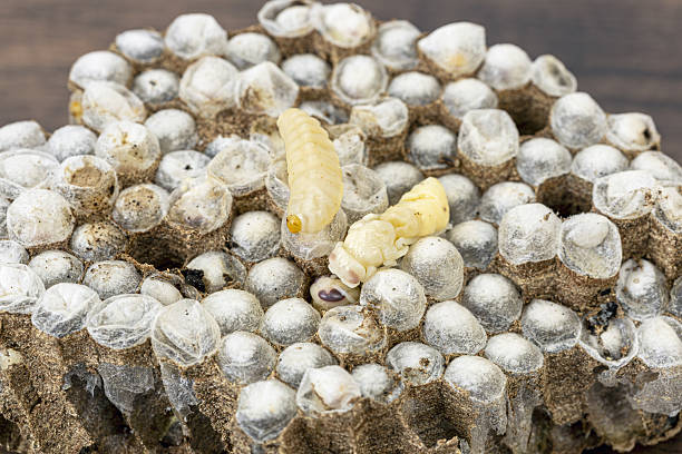 Wasp nests with larvae are a highly prized and traditional food ingredient in Thailand, valued for their exceptional protein content, rich nutrition, and distinctive savory flavor enjoyed across local