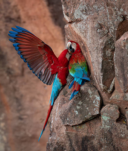 istock Red and Green Macaw in Brazil 2240269206
