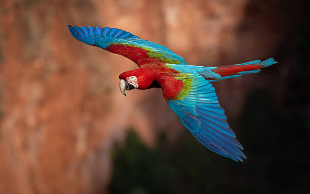 istock Red and Green Macaw in Brazil 2240269209
