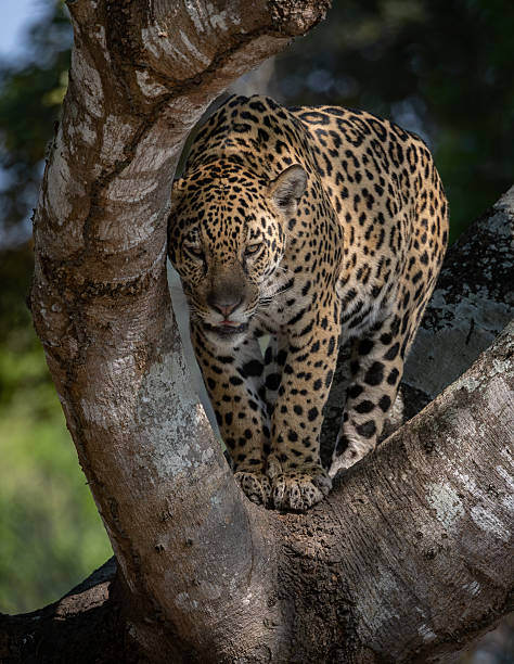 istock Jaguar in the Pantanal, Brazil 2240269274