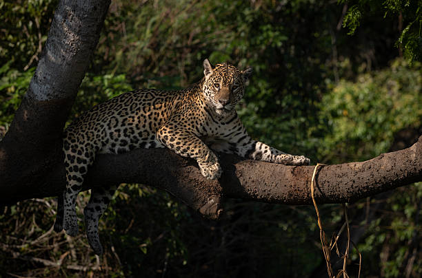 istock Jaguar in the Pantanal, Brazil 2240269282