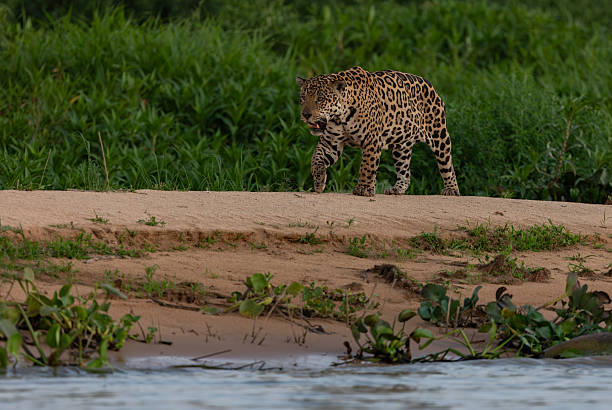 istock Jaguar in the Pantanal, Brazil 2240269286