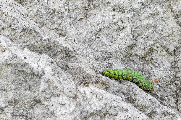 Close up of a tomato hornworm caterpillar on a leaf.