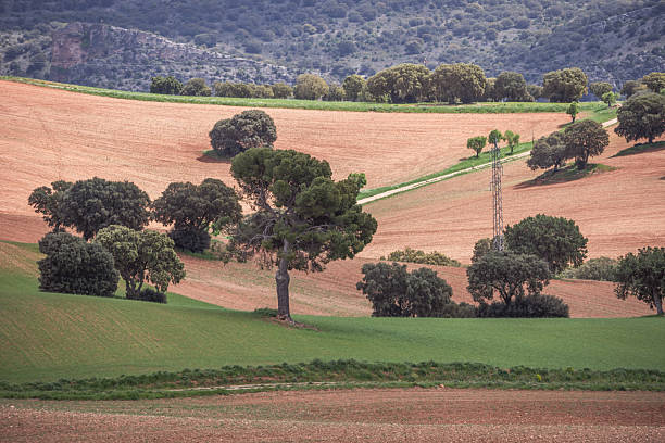 A countryside landscape with low, solitary trees, power lines and fallow meadows between plowed plots