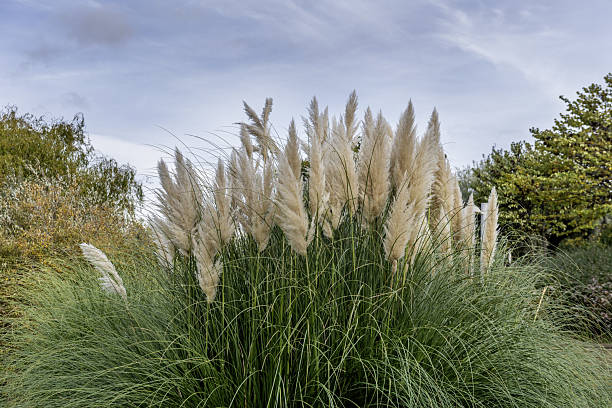istock Nice decorative wetland plants in an urban park 2240270443