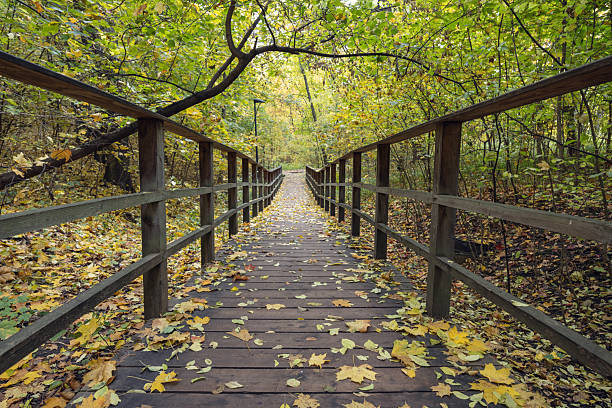 istock A wooden bridge with a path of leaves on it 2240270679