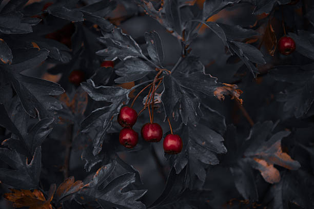 A closeup of a branch with red berries in dim natural light. Artistic autumn composition.