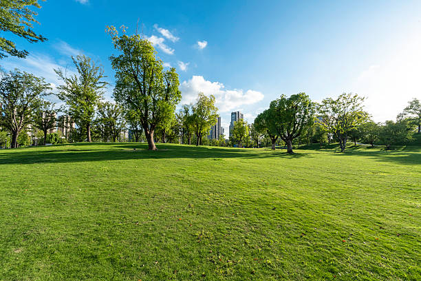 istock green lawn in city park 2240270883
