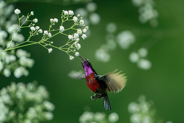 Purple throated sunbird, Leptocoma sperata